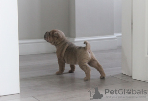 Zdjęcie №4. Sprzedam shar pei w Wilno. prywatne ogłoszenie - cena - 1256zł