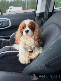 Zdjęcie №4. Sprzedam cavalier king charles spaniel w Helsinki. prywatne ogłoszenie - cena - 2870zł