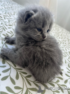 Zdjęcie №3. British Cat. Irlandia