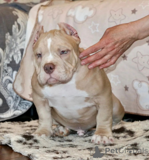 Zdjęcie №4. Sprzedam american bully w Houston. prywatne ogłoszenie - cena - 5083zł