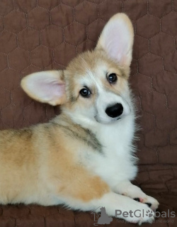 Zdjęcie №3. Welsh Corgi Pembroke. Ciekawe szczenięta z dokumentami UKU. Ukraina