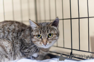 Zdjęcie №1.  - na sprzedaż w Chimki | Bezpłatny | Zapowiedź № 159112