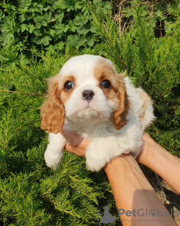 Zdjęcie №2 do zapowiedźy № 64614 na sprzedaż  cavalier king charles spaniel - wkupić się Federacja Rosyjska od żłobka, hodowca