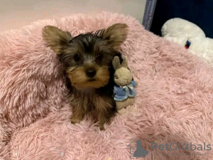Zdjęcie №4. Sprzedam yorkshire terrier w Paryż. hodowca - cena - negocjowane