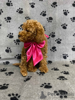 Zdjęcie №4. Sprzedam pudel (zabawka) w Belgrad.  - cena - negocjowane