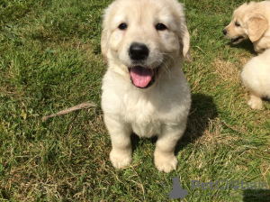 Zdjęcie №4. Sprzedam golden retriever w Берлинген. prywatne ogłoszenie - cena - Bezpłatny