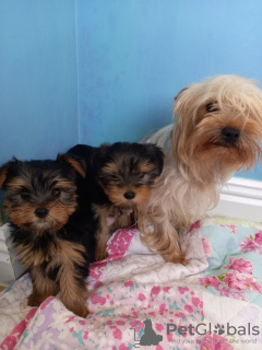 Zdjęcie №1. yorkshire terrier - na sprzedaż w Monachium | 1030zł | Zapowiedź №43028