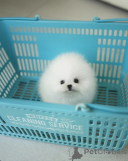 Zdjęcie №1. szpic miniaturowy - na sprzedaż w Liberec | negocjowane | Zapowiedź №155013