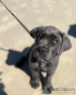 Dodatkowe zdjęcia: cane corso