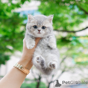 Zdjęcie №1. munchkin - na sprzedaż w Nowy Jork | 1779zł | Zapowiedź № 152207