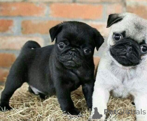 Zdjęcie №1. mops - na sprzedaż w Wiedeń | negocjowane | Zapowiedź №156901