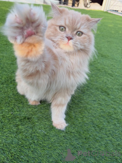 Zdjęcie №3. Słodka, miękka i pełna wdzięku poznaj Anyę, syberyjską śnieżną księżniczkę. Islandia