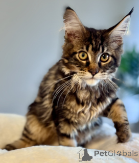 Zdjęcie №3. Kocięta rasy Maine Coon firmy LOOF. Monaco