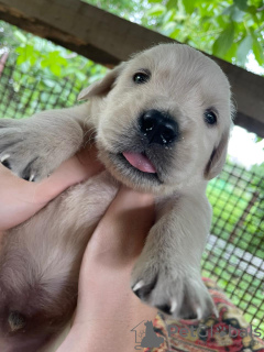 Dodatkowe zdjęcia: Golden Retriever Szczeniak