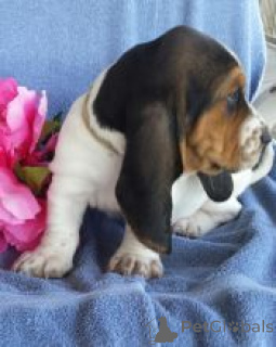 Zdjęcie №1. basset hound - na sprzedaż w Espoo | negocjowane | Zapowiedź №175133