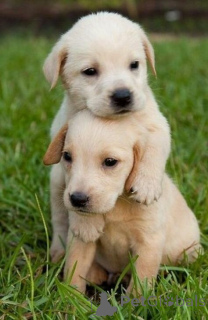 Zdjęcie №2 do zapowiedźy № 168816 na sprzedaż  labrador retriever - wkupić się USA prywatne ogłoszenie