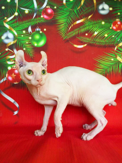 Dodatkowe zdjęcia: Hodowla białych kotów Elfów