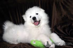 Zdjęcie №3. Samoyed szczeniąt. Niemcy