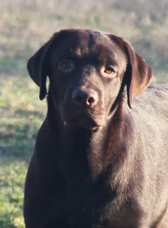 Zdjęcie №1. labrador retriever - na sprzedaż w Херсон | 3387zł | Zapowiedź №4733