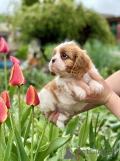 Zdjęcie №4. Sprzedam cavalier king charles spaniel w Mińsk. od żłobka - cena - negocjowane