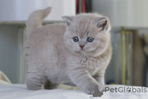 Zdjęcie №3. Super schattige kocięta Britse korthaar. Belgia