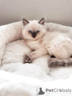 Zdjęcie №1. ragdoll - na sprzedaż w Drezno | negocjowane | Zapowiedź № 169403