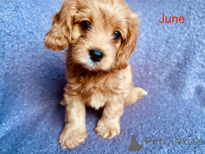 Zdjęcie №4. Sprzedam cavalier king charles spaniel w Villach. hodowca - cena - 1913zł