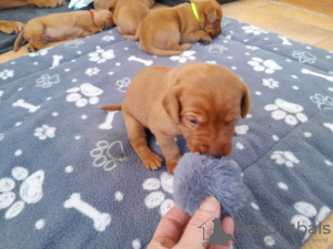 Zdjęcie №3. Bemerkenswerte Rotfuchs-Welpen von Atemaubenden Eltern. Niemcy