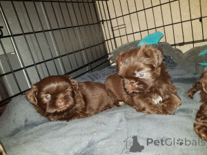 Zdjęcie №3. Szczenięta Shih Tzu.. Szwecja
