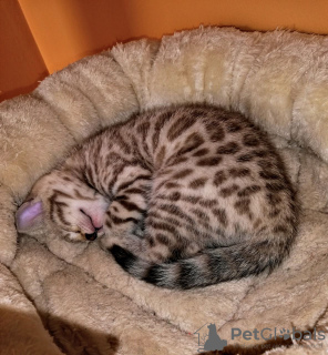 Zdjęcie №3. Kocięta bengalskie do adopcji od zaraz. Niemcy