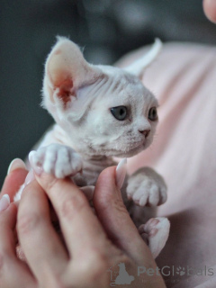 Zdjęcie №3. Towarzyskie kocięta Devon Rex, idealne dla kochających i aktywnych rodzin. Niemcy