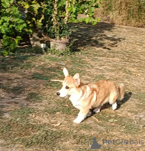 Zdjęcie №3. Samiec szczeniaka walijskiego corgi. Serbia