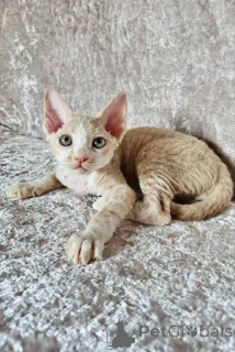 Zdjęcie №2 do zapowiedźy № 173242 na sprzedaż  kot cornish rex - wkupić się Monaco prywatne ogłoszenie, hodowca