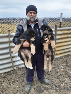 Zdjęcie №2 do zapowiedźy № 9471 na sprzedaż  pies nierasowy - wkupić się Ukraina od żłobka