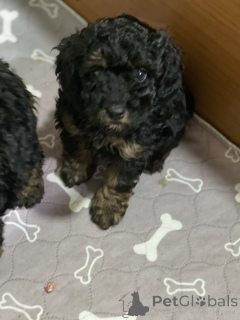 Zdjęcie №4. Sprzedam pudel (zabawka) w Belgrad.  - cena - negocjowane