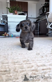 Zdjęcie №1. jamnik - na sprzedaż w Berlin | negocjowane | Zapowiedź №152355