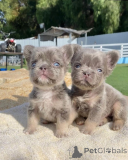 Zdjęcie №1. buldog francuski - na sprzedaż w Berlin | 3827zł | Zapowiedź №138859