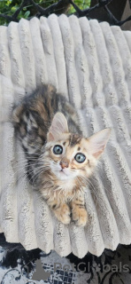 Zdjęcie №1. kot bengalski - na sprzedaż w Borlänge | 3588zł | Zapowiedź № 153245