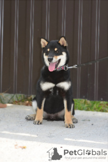 Dodatkowe zdjęcia: Shiba Inu szczeniaki