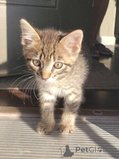 Zdjęcie №1. scottish fold - na sprzedaż w Gruzja | Bezpłatny | Zapowiedź № 148696