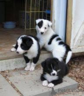 Zdjęcie №1. border collie - na sprzedaż w Warszawa | negocjowane | Zapowiedź №174960
