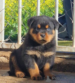 Zdjęcie №3. Rottweilery - Canil Of Greatwarriors. Portugalia