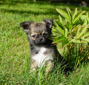Zdjęcie №3. Chihuahua - przystojny chłopak z długimi włosami. Białoruś