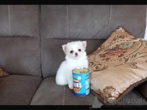 Zdjęcie №1. chihuahua (rasa psów) - na sprzedaż w Warszawa | negocjowane | Zapowiedź №166895