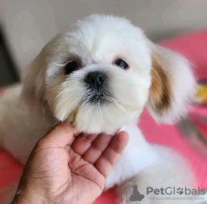 Zdjęcie №3. Uroczy weterynarz przeszkolony w korzystaniu z toalety Yorkshire Terrier.. Francja