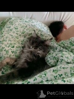 Zdjęcie №3. Kittens Maine Kun. Federacja Rosyjska