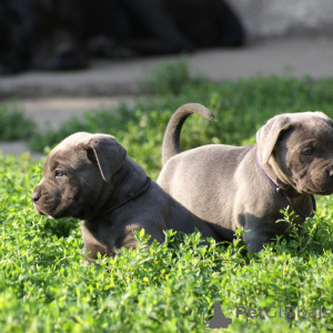 Zdjęcie №1. cane corso - na sprzedaż w Warszawa | negocjowane | Zapowiedź №171212