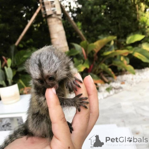 Zdjęcie №2 do zapowiedźy № 161695 na sprzedaż   - wkupić się Wielka Brytania 