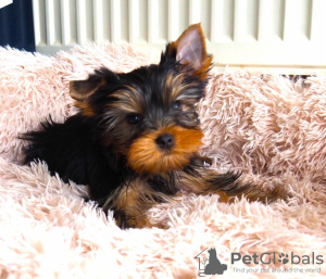 Zdjęcie №1. yorkshire terrier - na sprzedaż w Антверпен | Bezpłatny | Zapowiedź №123971