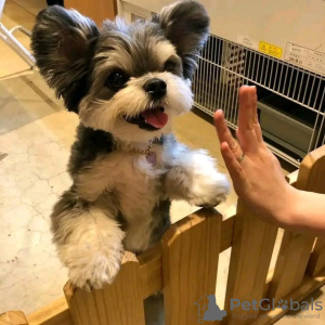 Zdjęcie №3. Yorkshire Terrier, 2 miesiące czystej rasy. Kanada